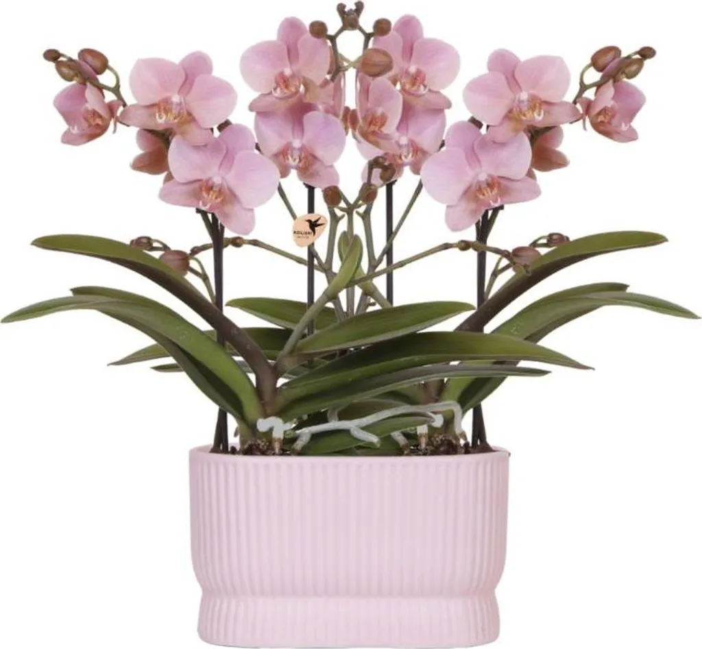 Composition d'Orchidées Roses en pot Diabolo Twin pour Décoration