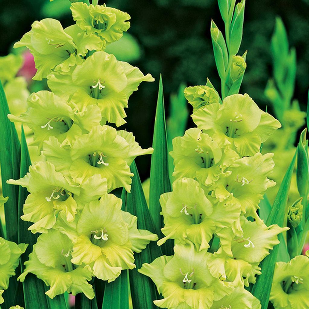 Gladiole Blumenzwiebeln Schwertblume Siegwurze Bowie 5 St. Produktbild 
