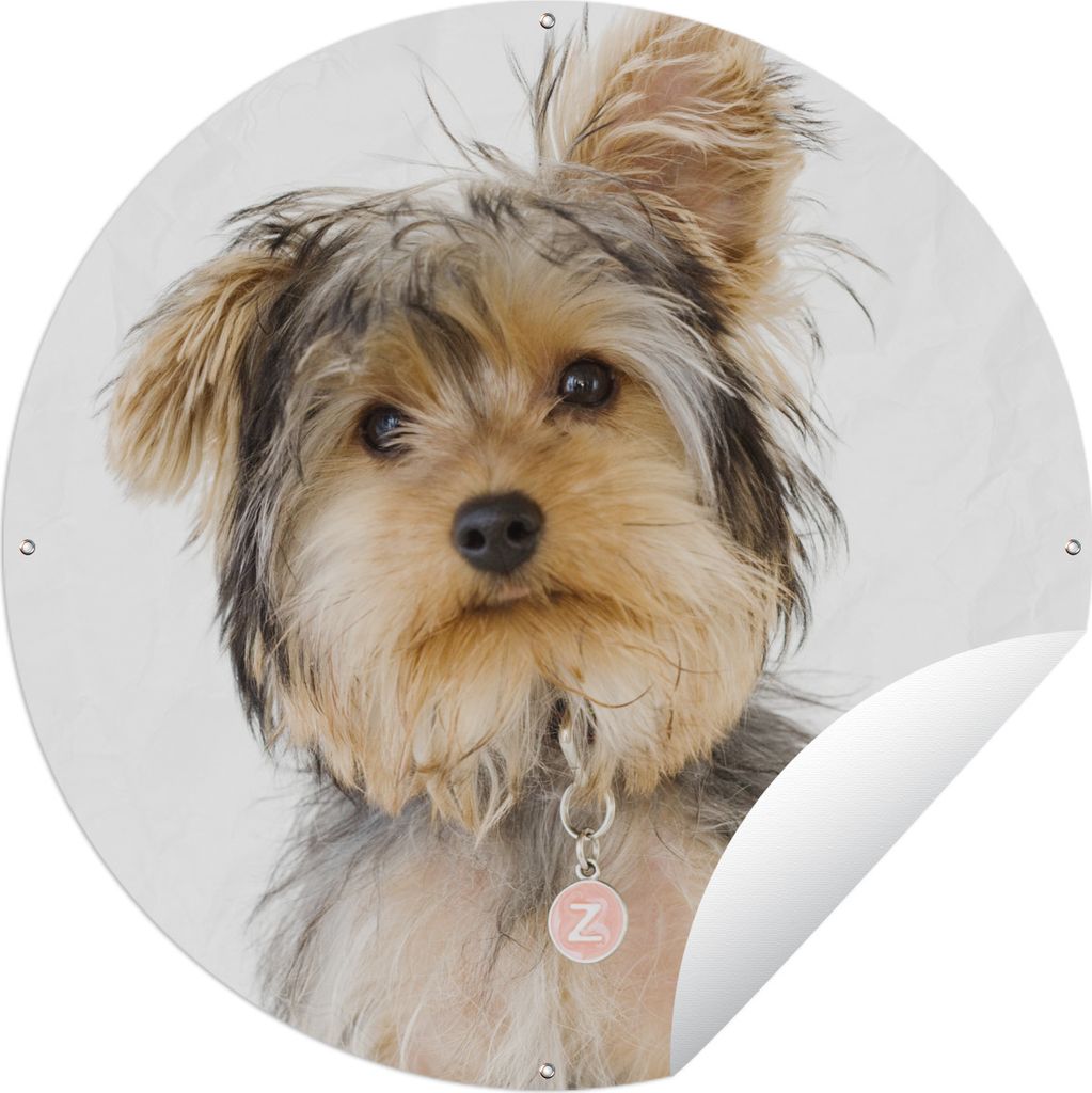 MuchoWow Gartenposter Outdoor-Poster Rund Porträt eines Yorkshire-Terriers Ø 90 cm Gartendeko Rundes Poster draußen
