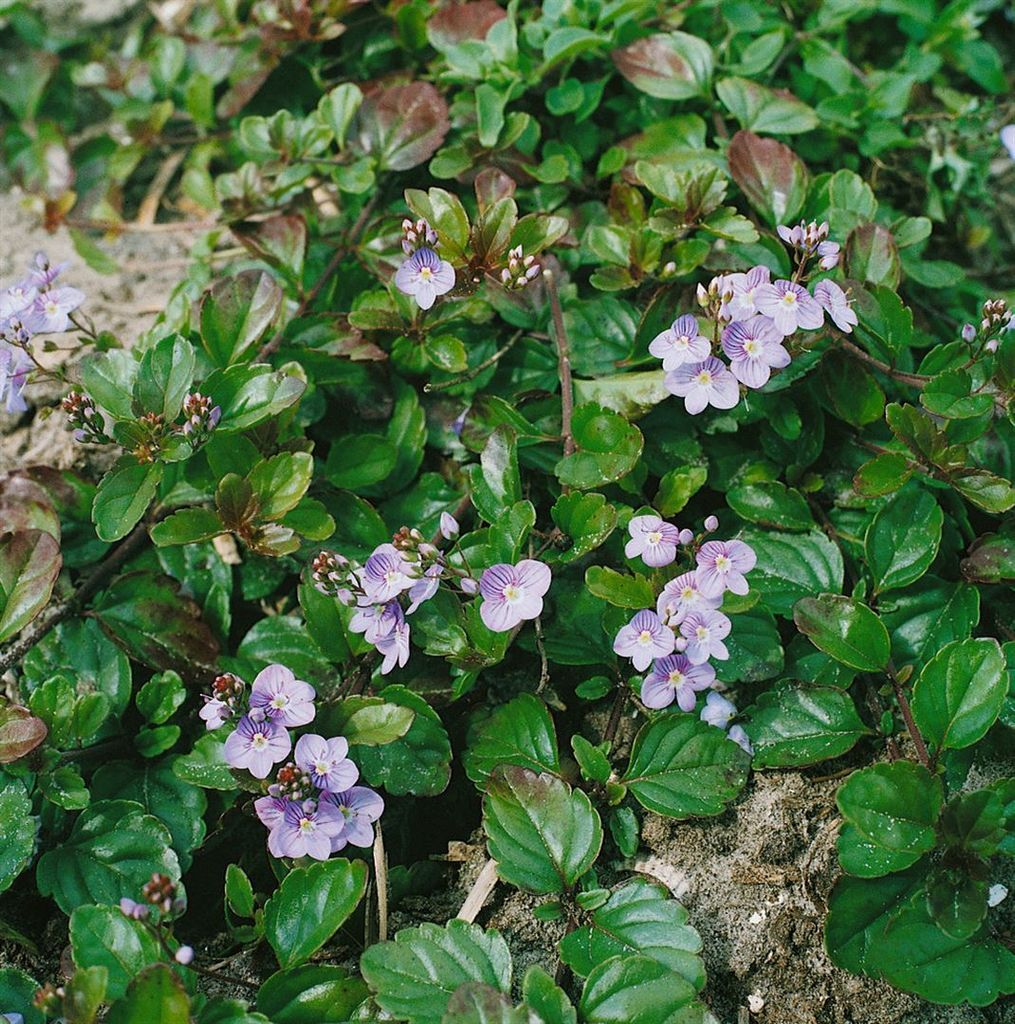 Veronica petraea 'Madame Mercier', Ehrenpreis, ca. 9x9 cm Topf