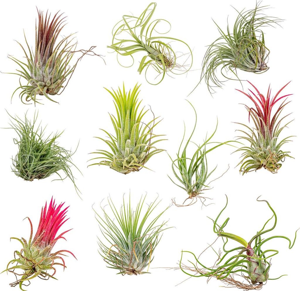 Bloomique - Lot de 10 - Tillandsia - Plantes aériennes - Image du produit 