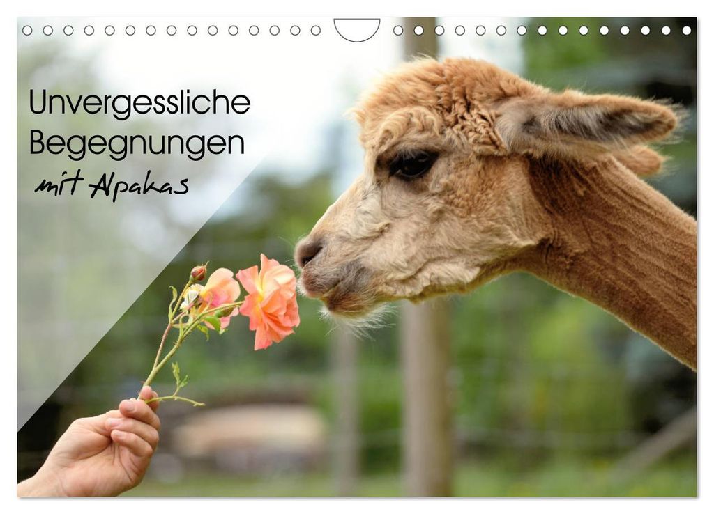 Unvergessliche Begegnungen mit Alpakas (Wandkalender 2027 DIN A4 quer), CALVENDO Monatskalender
