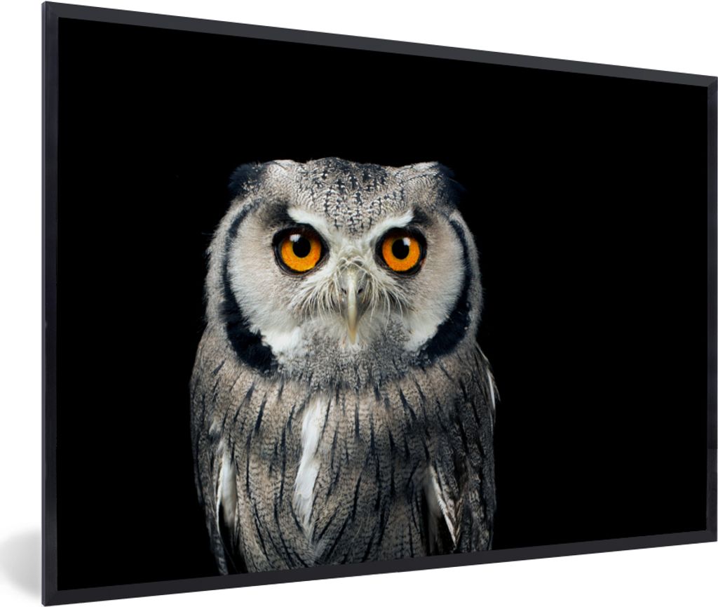 MuchoWow Gerahmtes Poster Eule - Vogel - Orange - Schwarz 30x20 cm - Poster mit Schwarzem Bilderrahmen Wandposter Rahmen Foto Bilder - Kunstdruck...