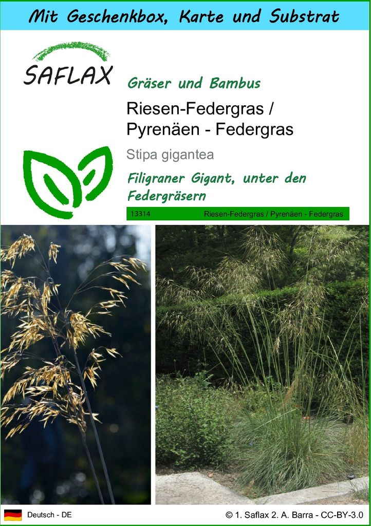 SAFLAX - Geschenk Set - Gräser-Bambus-Riesen-Federgras / Pyrenäen - Federgras - 10 Samen - Mit Geschenk- / Versandbox, Versandaufkleber, Geschenk...