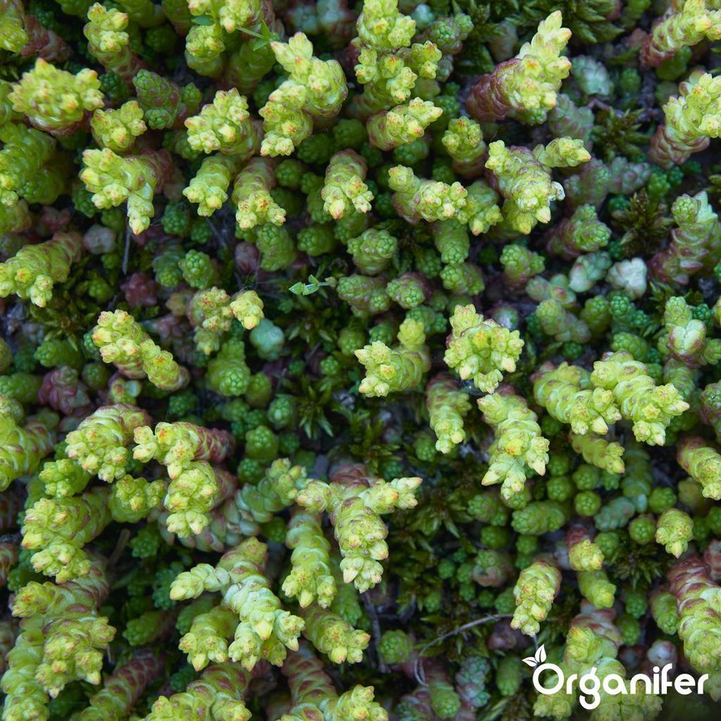 Sedum - & Grndach - Dnger 5 kg = 100 m  Dachbegrnung
