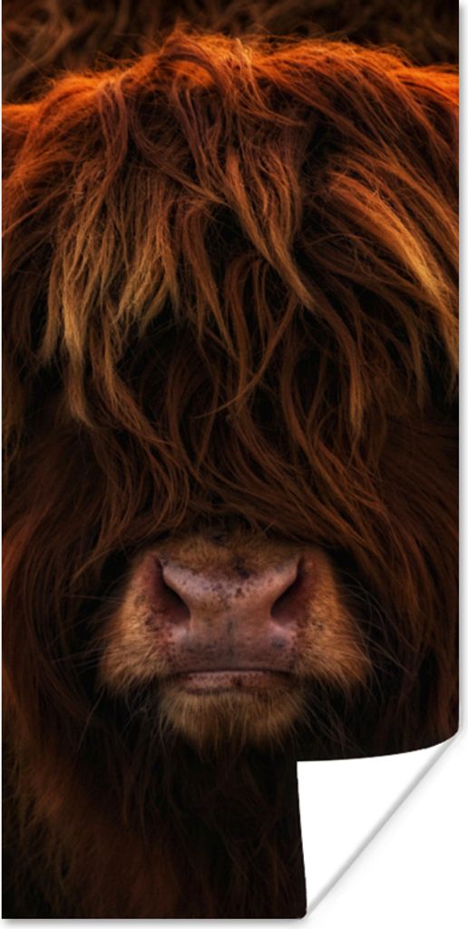 MuchoWow Poster Schottischer Highlander - Leicht - Tier 40x80 cm - Dekoration