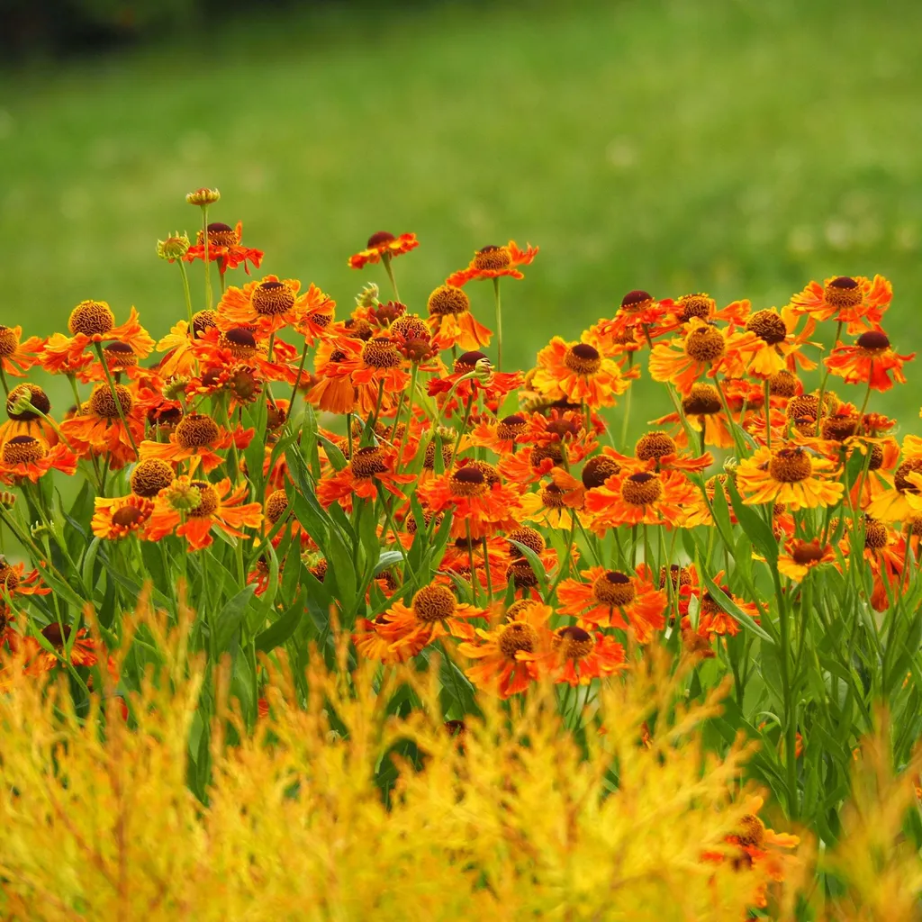 Fleurir un Jardin Ensoleillé : Helenium Waltraut Sonnenbraut pot 9 cm