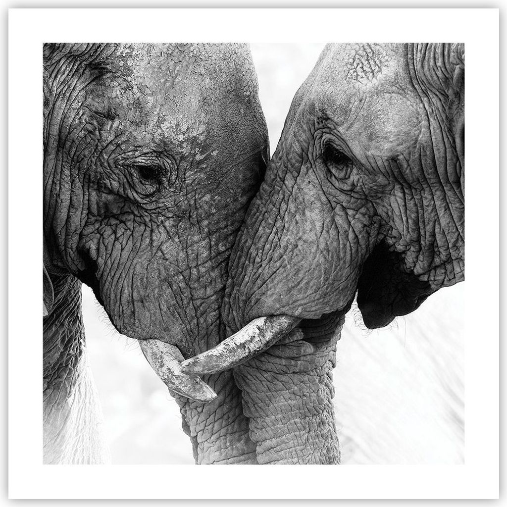 Poster - Poster ohne Rahmen - Elefanten Safari Bond - 50x50 cm - Wand Bild - Wanddeko - Wandbilder - Kunstposter - Wandposter - Bilder - Kunstdruck...