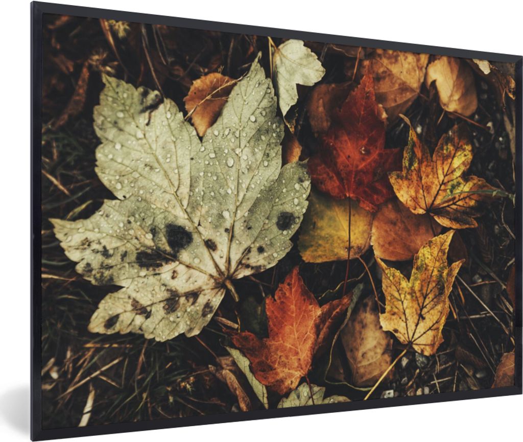 MuchoWow Gerahmtes Poster Herbstblätter - Herbst - Jahreszeiten - Natur 30x20 cm - Poster mit Schwarzem Bilderrahmen Wandposter Rahmen Foto Bild...