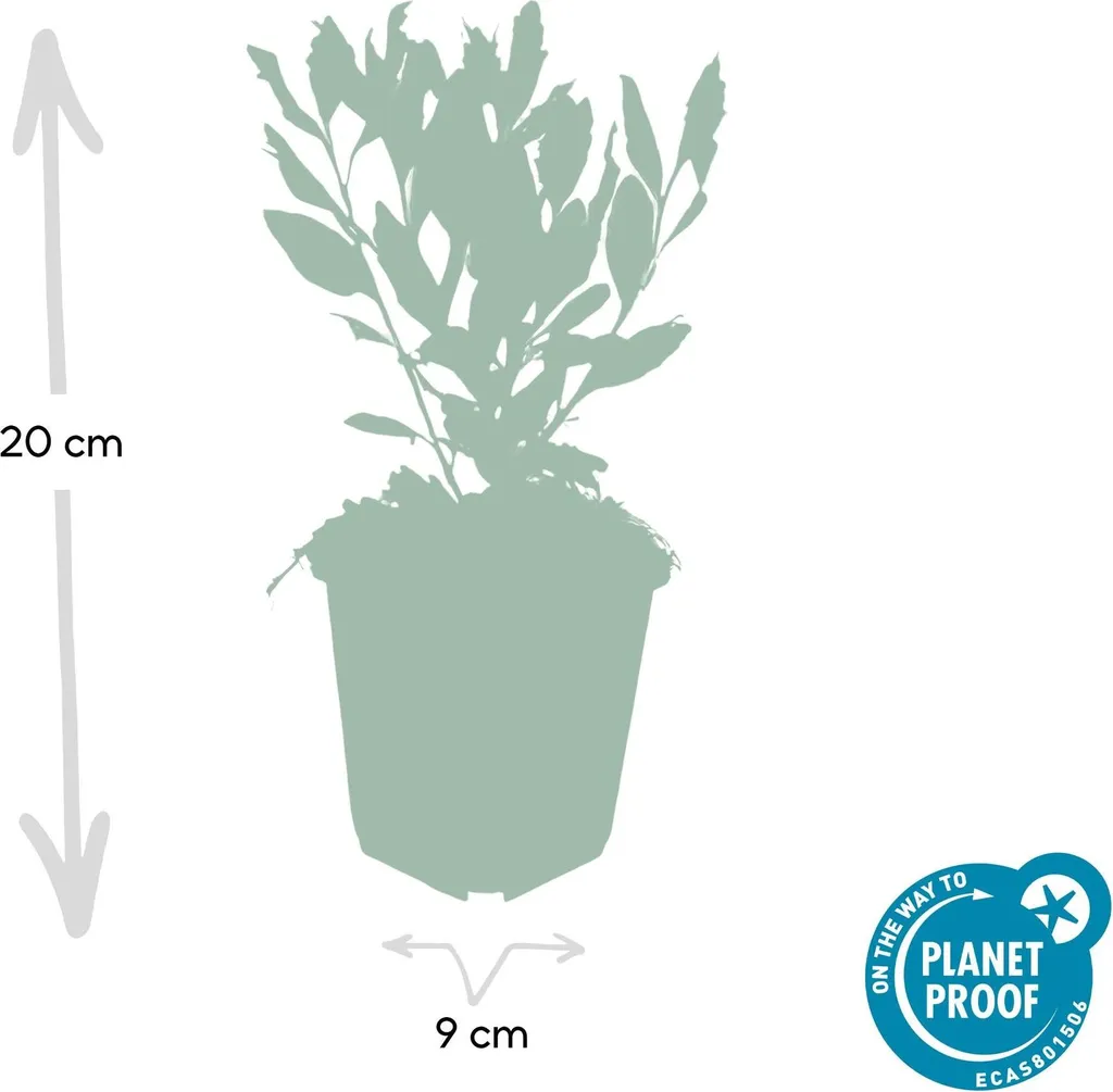 Aménager un massif d'automne avec 6 Asters ageratoides Ashvi blancs - 3