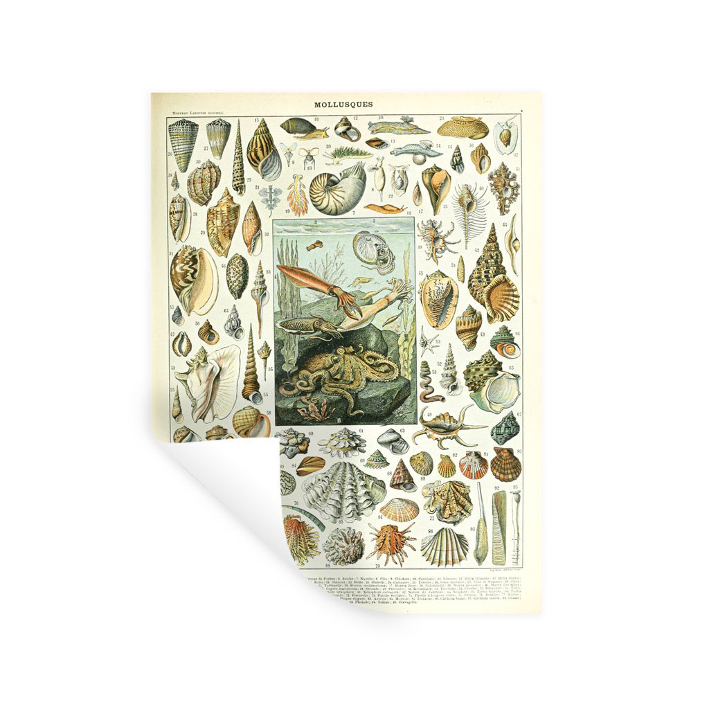 MuchoWow Wandtattoo Wandsticker Wandaufkleber Meerestiere - Muschel - Vintage - Meer - Adolphe Millot 120x160 cm Selbstklebend und Repositionierb...