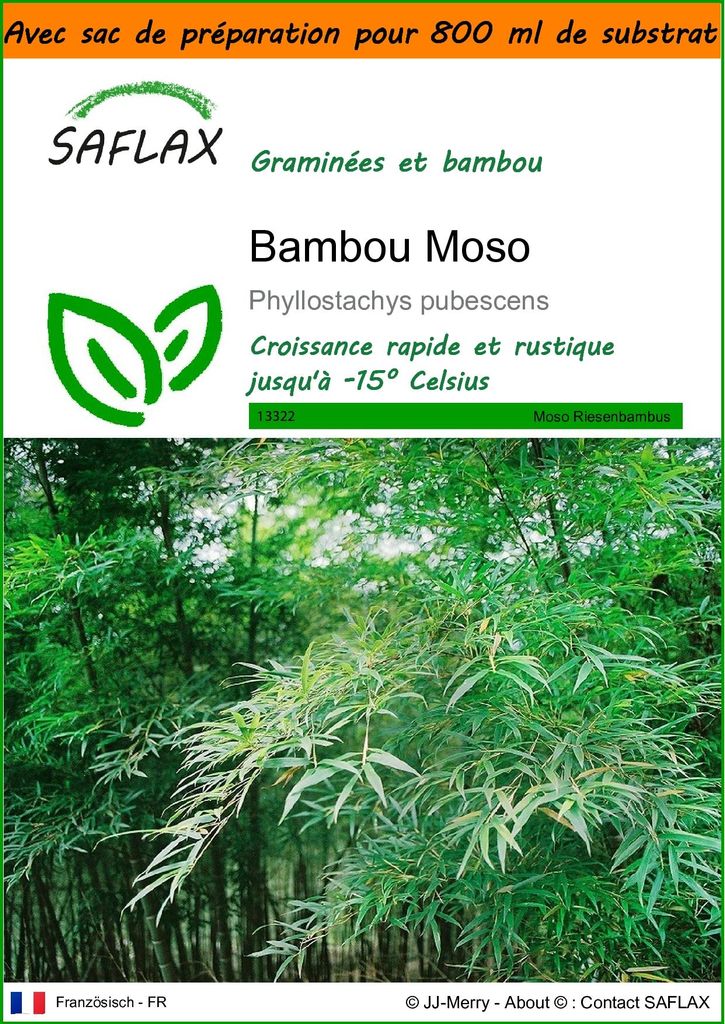 SAFLAX Garden in the bag - Bambou Moso - 20 graines - Image du produit 