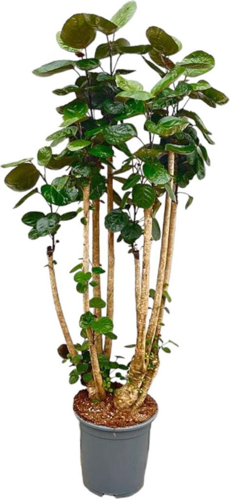 Trendyplants - Polyscias Fabian - Arálie - pokojová Obrázek produktu 
