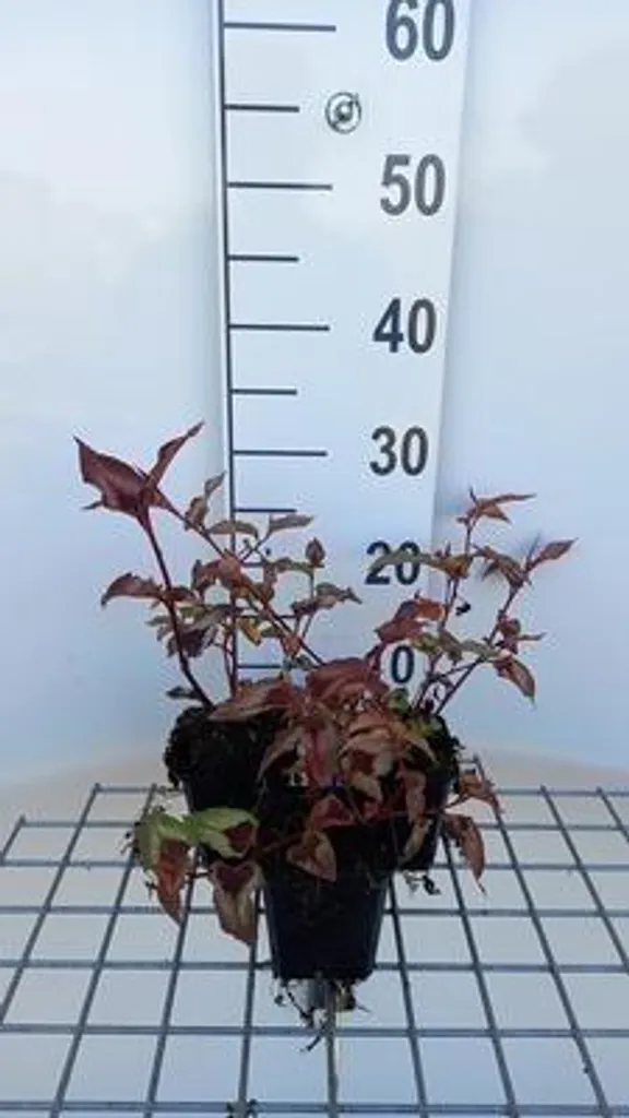 Persicaria Red Dragon au feuillage pourpre - 6 plants en pot 9 cm