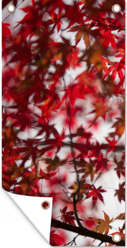 MuchoWow 40x80 cm Outdoor-Poster Gartendeko Sichtschutz Garten Poster für den Garten Rote Blätter eines japanischen Ahorns