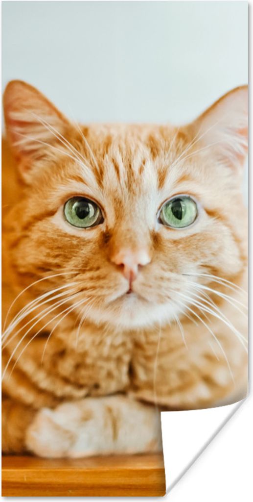 MuchoWow Poster Katze - Holz - Schrank 80x160 cm - Kinderzimmer