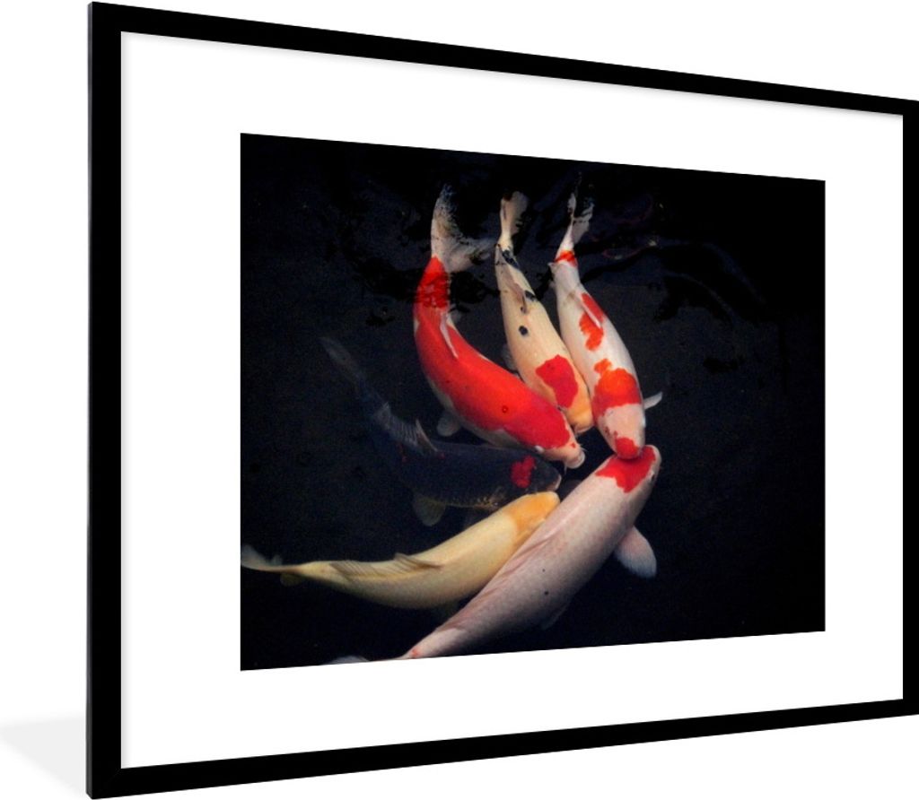 MuchoWow Gerahmtes Poster Sechs Koi-Karpfen vor einem schwarzen Hintergrund 80x60 cm - Poster mit Schwarzem Bilderrahmen Wandposter Rahmen Foto B...