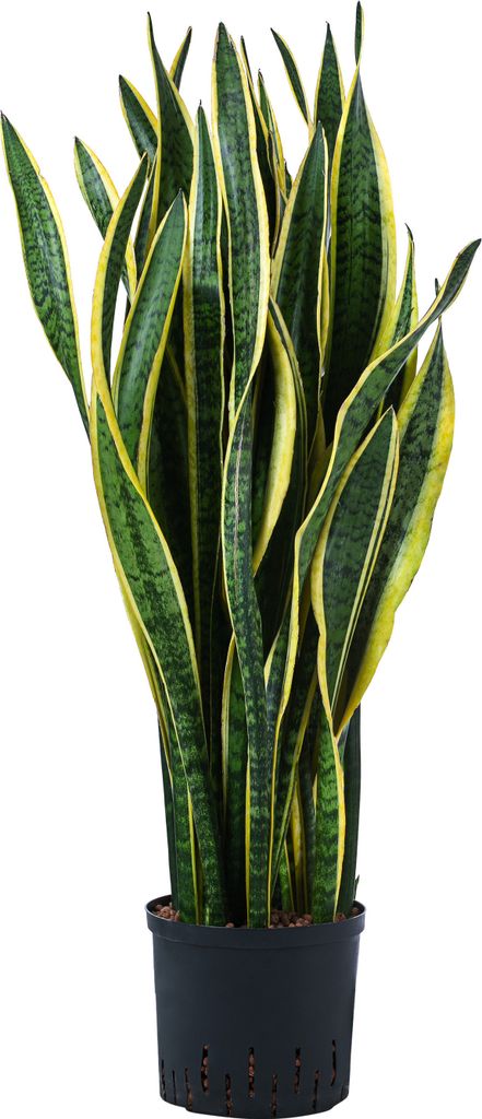 Dehner Bogenhanf in Hydrokultur, Sansevieria Kaufland.de
