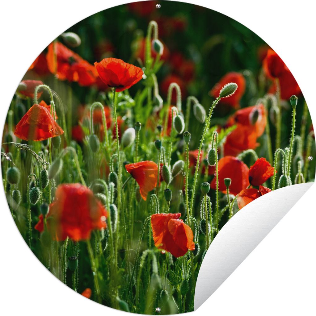 MuchoWow Gartenposter Outdoor-Poster Rund Frontansicht von Mohnblumen auf dem Feld Ø 120 cm Gartendeko Rundes Poster draußen