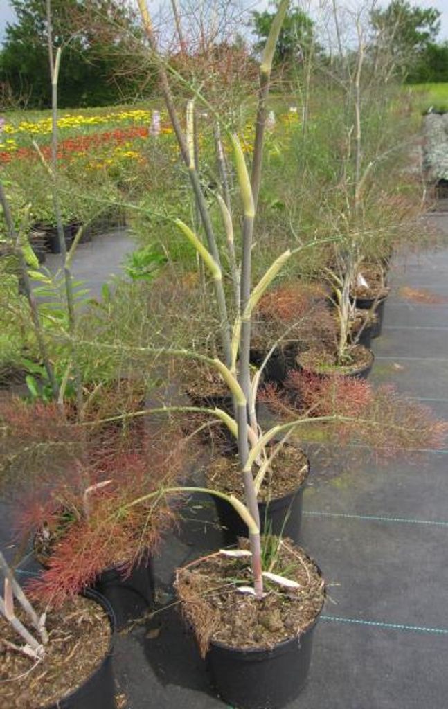 Fenchel Giant Bronze - Foeniculum vulgare Giant Bronze