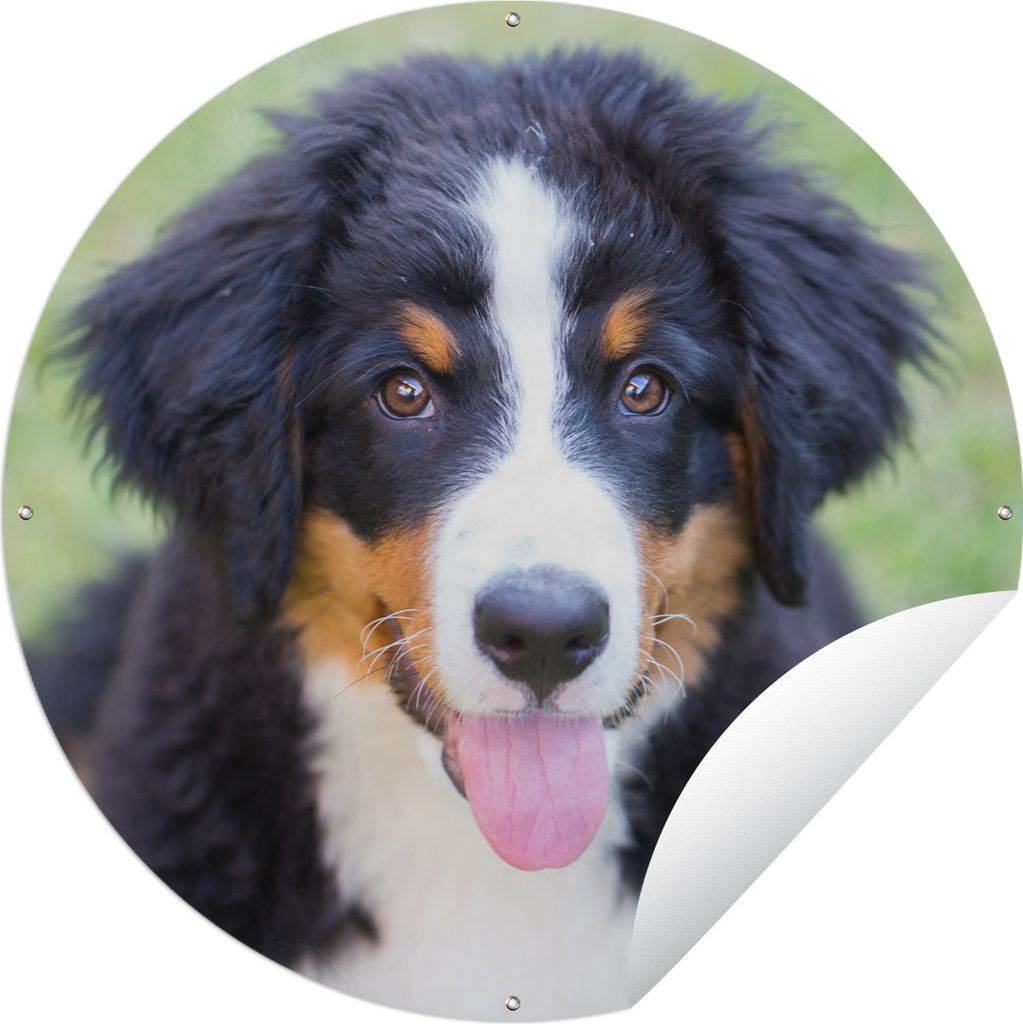 MuchoWow Gartenposter Outdoor-Poster Rund Berner Sennenhund auf der grünen Wiese Ø 60 cm Gartendeko Rundes Poster draußen