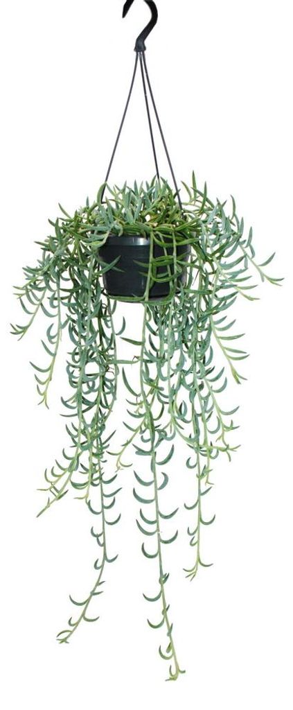 Senecio radicans - collana a forma di banana - pianta Immagine del prodotto 