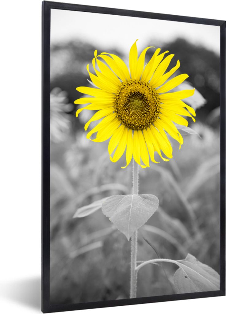 MuchoWow MuchoWow Gerahmtes Poster Blumen - Sonnenblume - Gelb - Schwarz - Weiß 40x60 cm - Poster mit zchwarzem Bilderrahmen - Papierdruck - W...