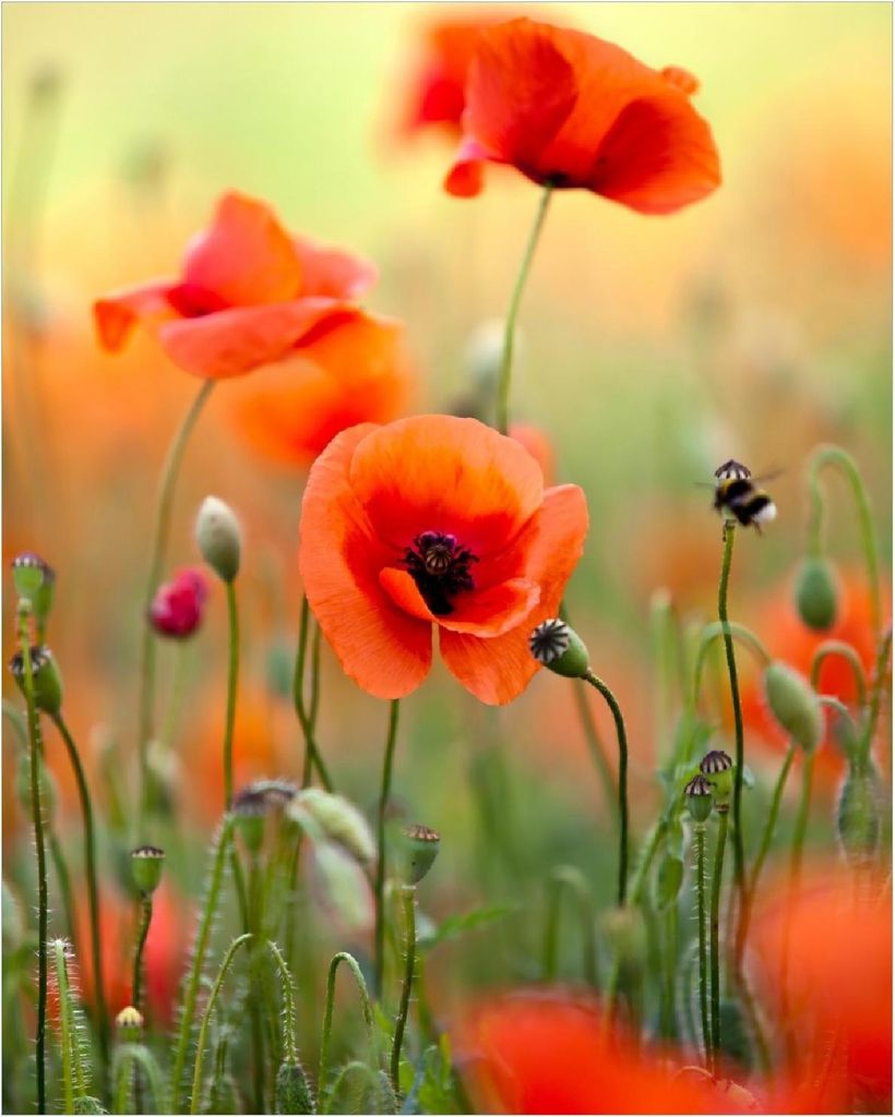 Wallario Poster - Mohnblumenblüten, Kunstdruck Größe: 40 x 50 cm