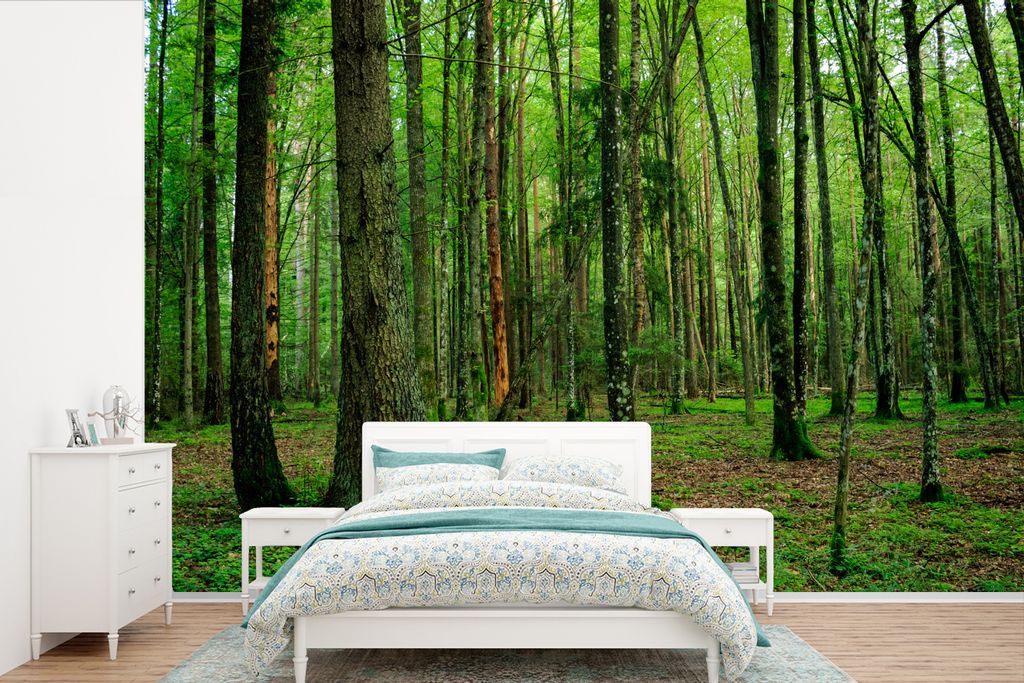 MuchoWow Fototapete für Wohnzimmer oder Schlafzimmer Wandtapete Vinyl Motivtapete Der uralte Wald des Białowieża-Nationalparks in Polen - 360x...