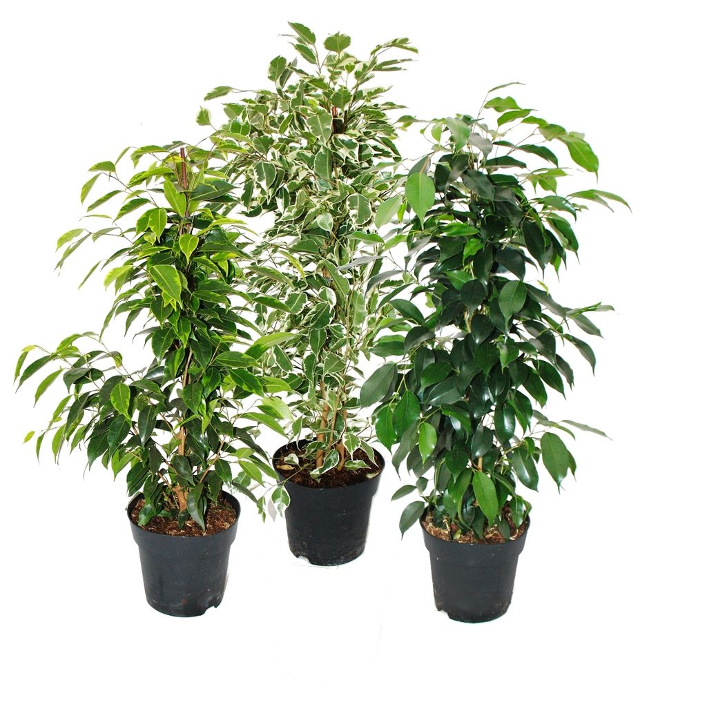 Ficus benjamini - Sada 3 kusov - Anastasia - Twighlight - Obrázok produktu 