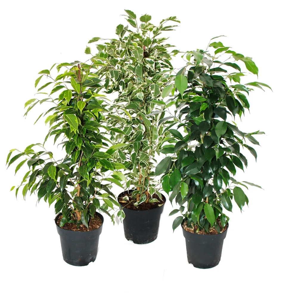Ficus Benjamina Trio de Feuillages Panachés et Verts en Pot de 17 cm