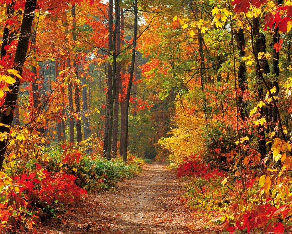 Wälder Kunstdruck Bild - Magische Herbstfarben (40 x 50 cm)
