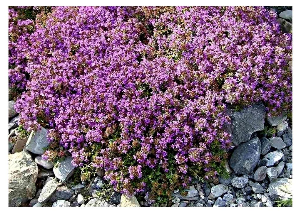Sand-Thymian, Feld-Thymian, Bodendecker mit kissenförmigem Wuchs