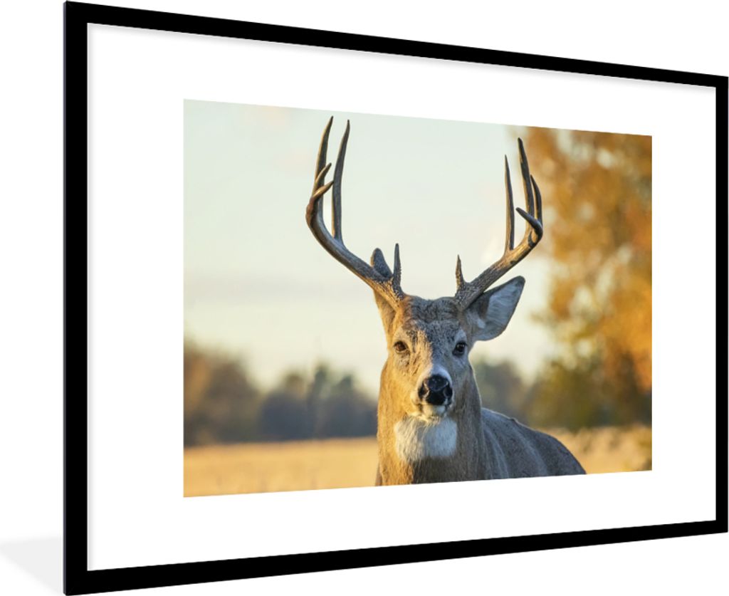 MuchoWow Gerahmtes Poster Hirsche - Gras - Herbst - Geweih - Natur - Tiere 90x60 cm - Poster mit Schwarzem Bilderrahmen Wandposter Rahmen Foto Bi...