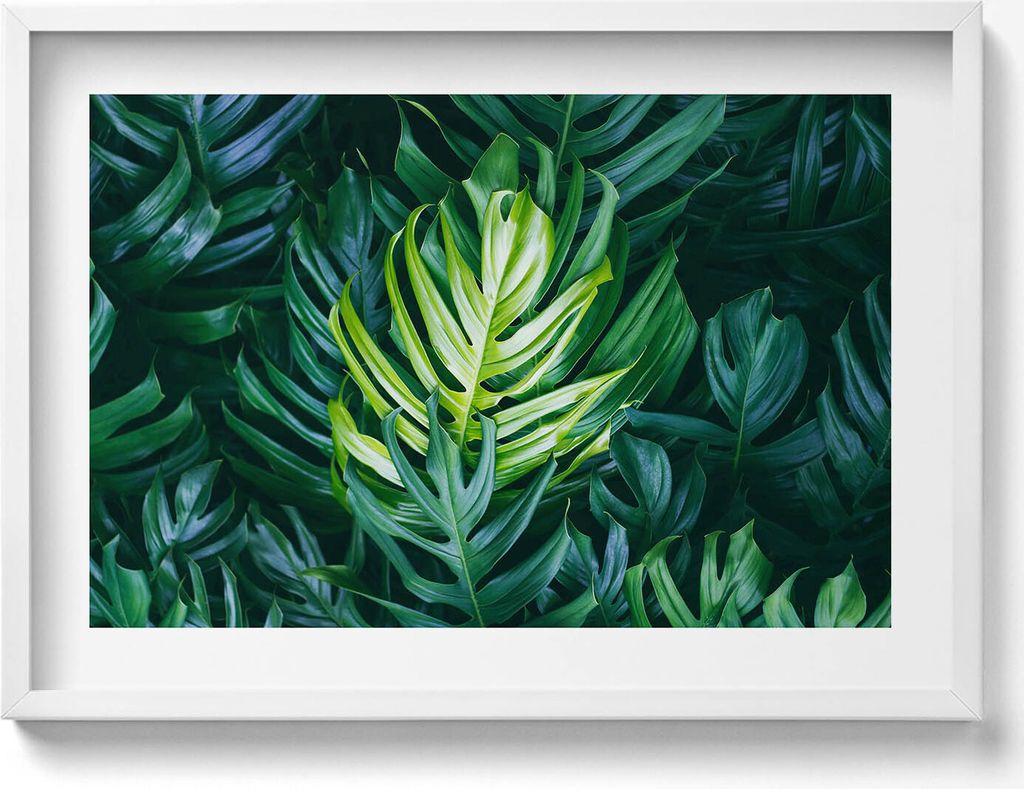 Tropische Natur - monstera Blätter– Wandbild mit Rahmen – Gerahmtes Bild – Wanddekoration – 70x50 cm – Schwarz Rahmen