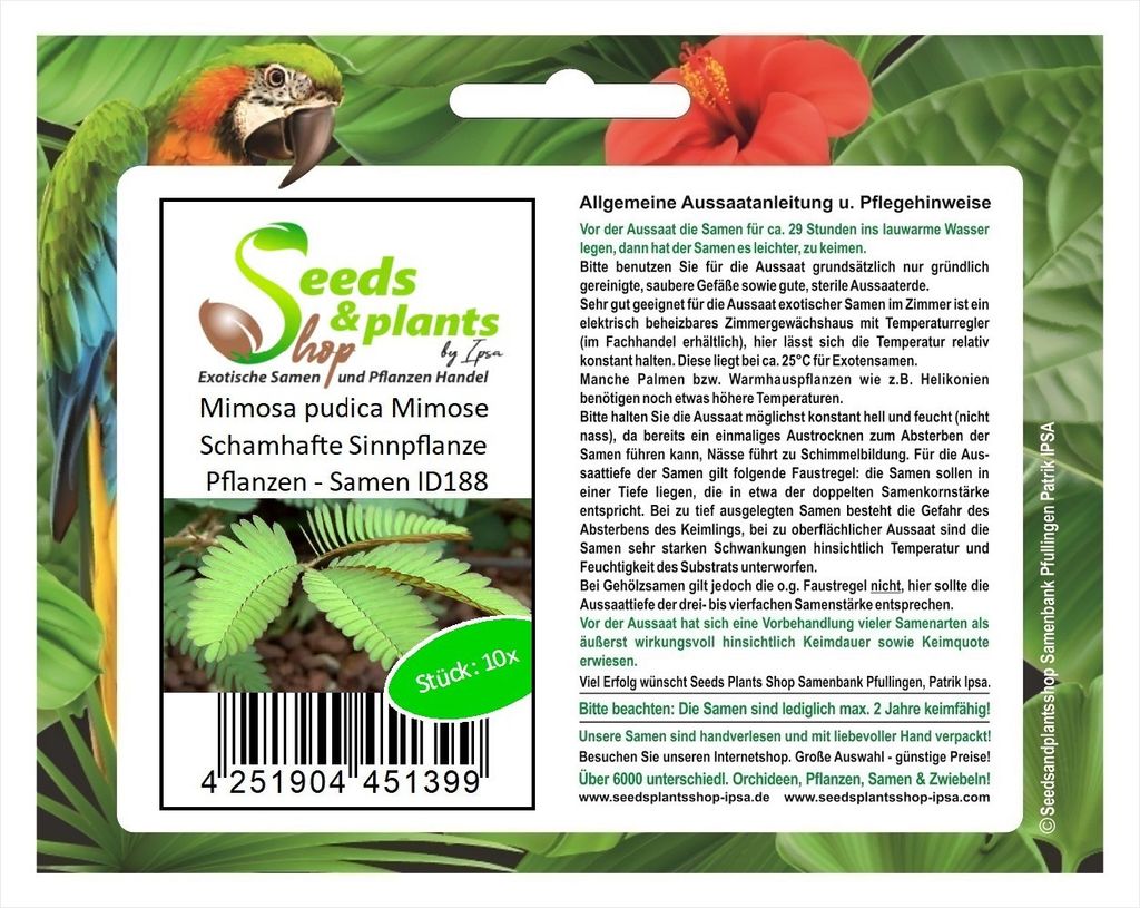 10x Mimosa pudica Mimose Schamhafte Sinnpflanze Pflanzen - Samen ID188