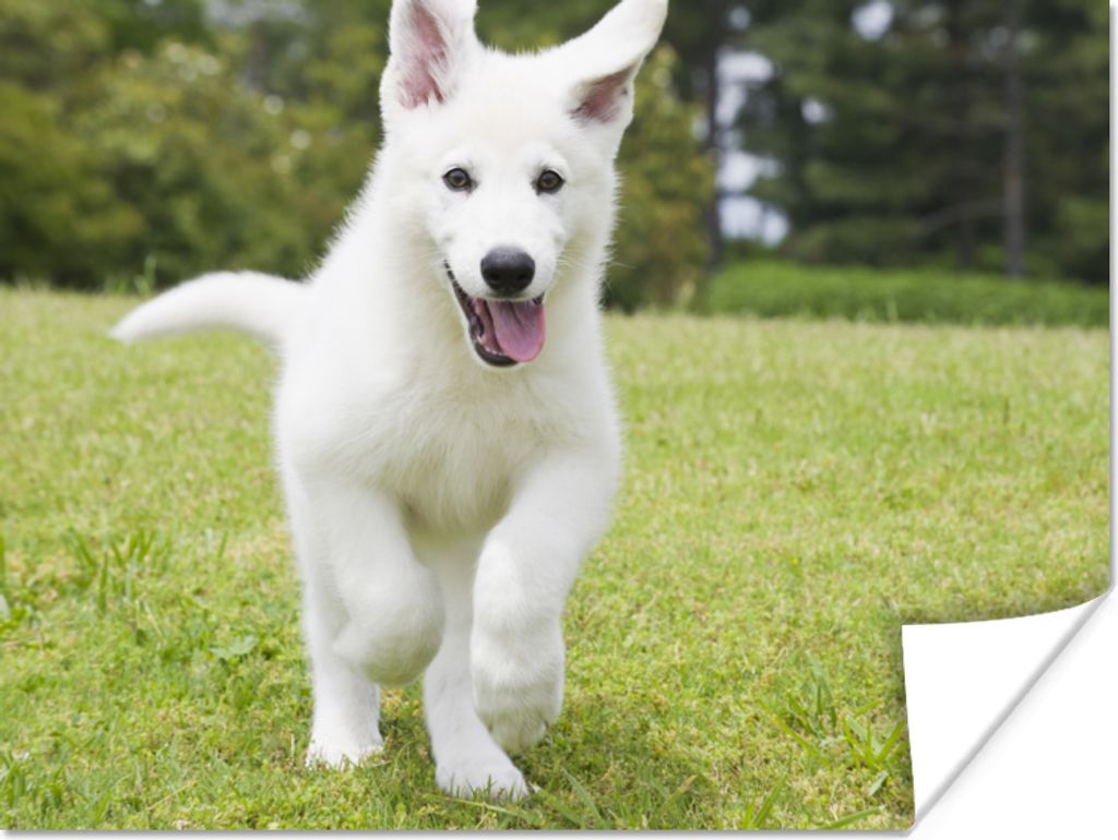 MuchoWow Poster Ein weißer Deutscher Schäferhund Welpe 40x30 cm - Plakate für die Wände - Poster Wohnzimmer