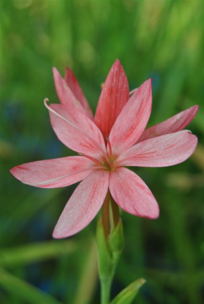 Schizostylis coccinea, Scharlach-Kaffernlilie, rot, ca. 9x9 cm Topf