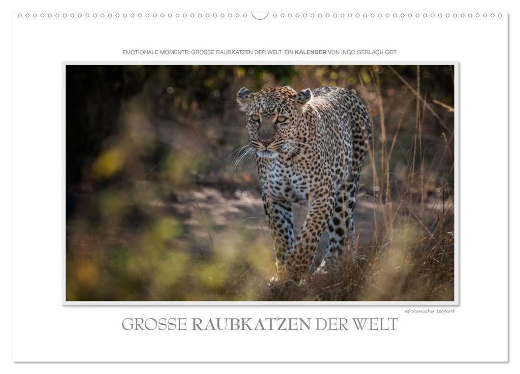 Emotionale Momente: Große Raubkatzen der Welt. (Wandkalender 2027 DIN A2 quer), CALVENDO Monatskalender