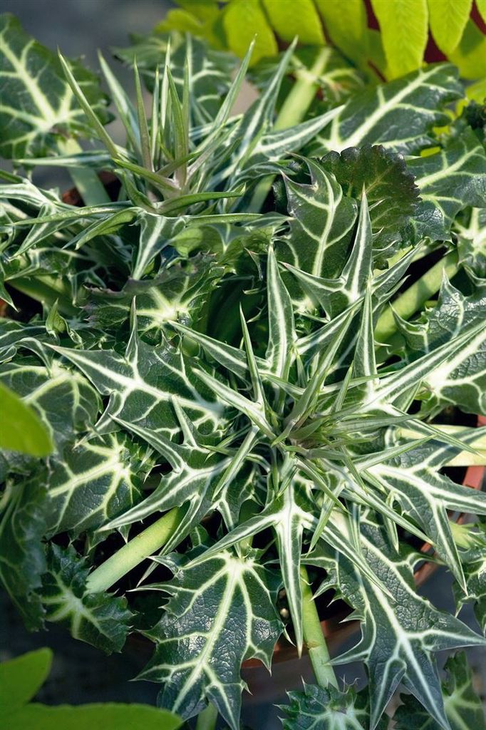 Eryngium variifolium, Edeldistel, stahlblau, ca. 9x9 cm Topf