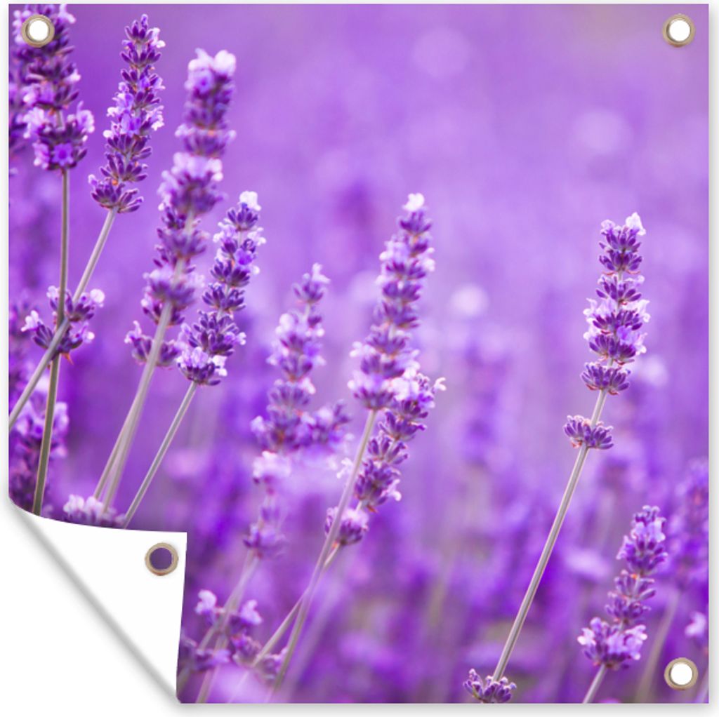 MuchoWow 50x50 cm Outdoor-Poster Gartendeko Sichtschutz Garten Poster für den Garten Lavendel - Nahaufnahme - Blumen - Lila