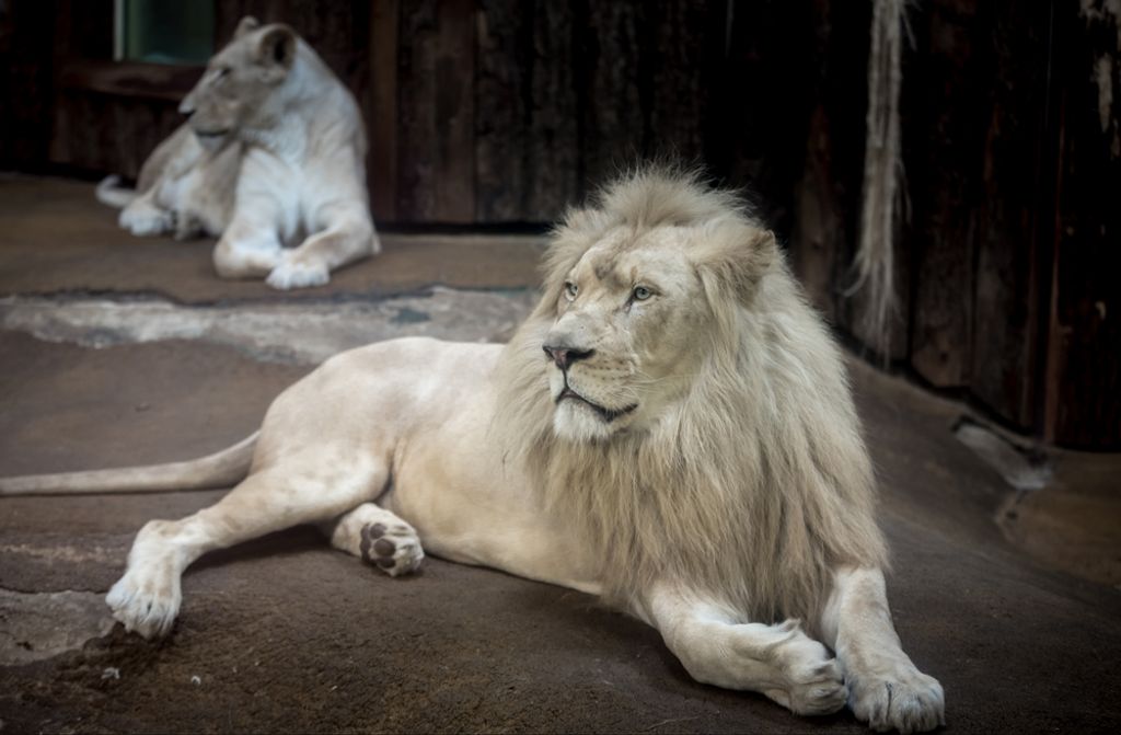 hansepuzzle 80993 - Weißer löwe Puzzle, 500 Teile, Tierwelt, 46,0 x 30,0cm mit hochwertiger Aufbewahrung, Kartonbox & Beutel