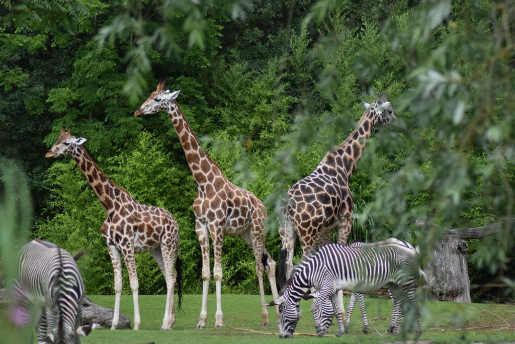 hansepuzzle 78147 - Giraffe Puzzle, 2000 Teile, Natur, 90,0 x 60,0cm mit hochwertiger Aufbewahrung, Kartonbox und wiederverschließbarem Beutel