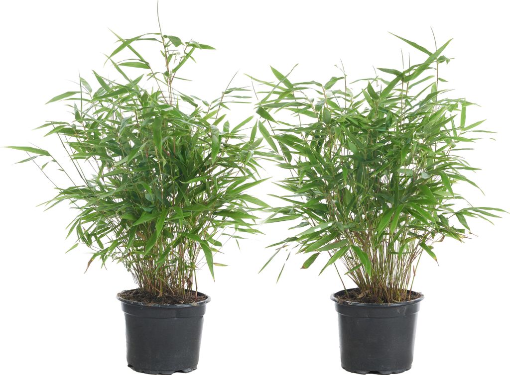 Bloomique - 2er Set - Fargesia Rufa - Bambus Pflanze - Gartenpflanze - Balkonpflanzen - Winterhart - Nicht Invasiv - Höhe 40-60 cm - Topf 17 cm