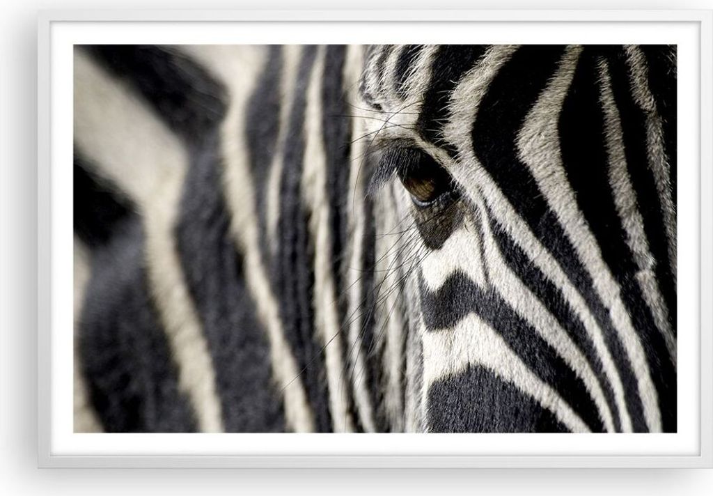 Gerahmtes Poster - Weißer Rahmen - Zebra Streifen Tierwelt Safari - 91,5x61 cm - Wand Bild - Wanddeko - Wandbilder - Wandposter - Bilderrahmen - B...