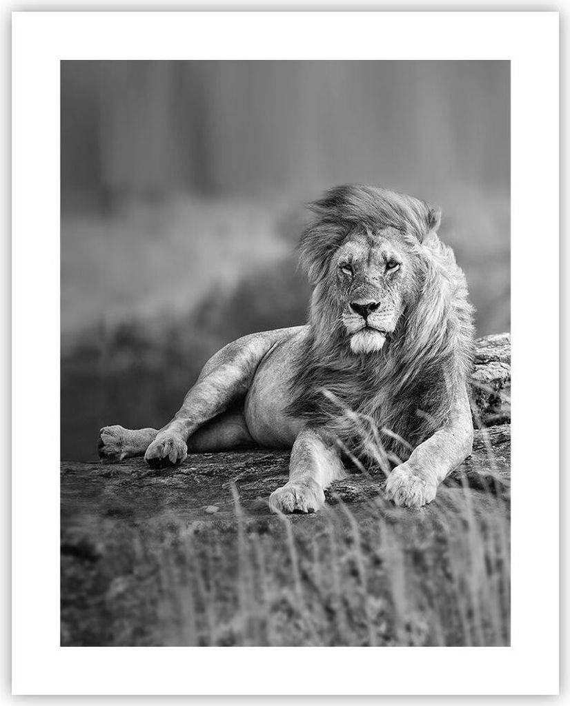 Poster - Poster ohne Rahmen - Löwe Tier Natur - 40x50 cm - Wand Bild - Wanddeko - Wandbilder - Kunstposter - Wandposter - Bilder - Kunstdruck - Wa...