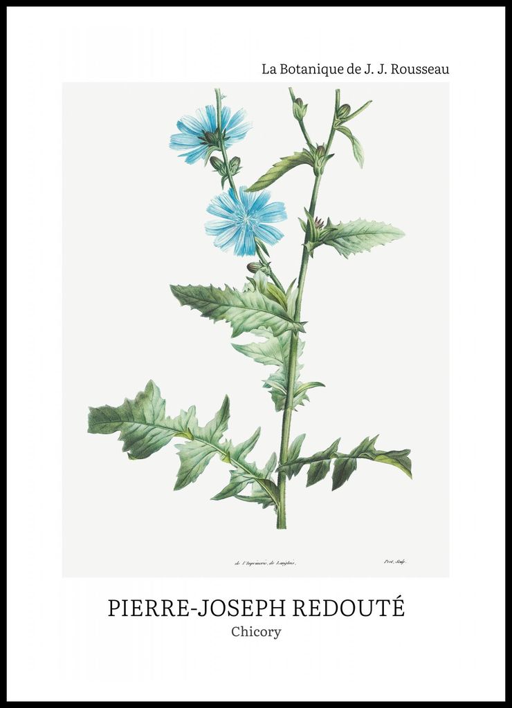 Plakat 70x100cm Design Chicory, Redoute Vintage für das Wohnzimmer