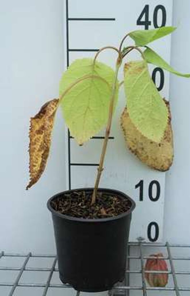 Hydrangea arb. 'Annabelle' - Ballhortensie 'Annabelle' 20- 30 cm Container