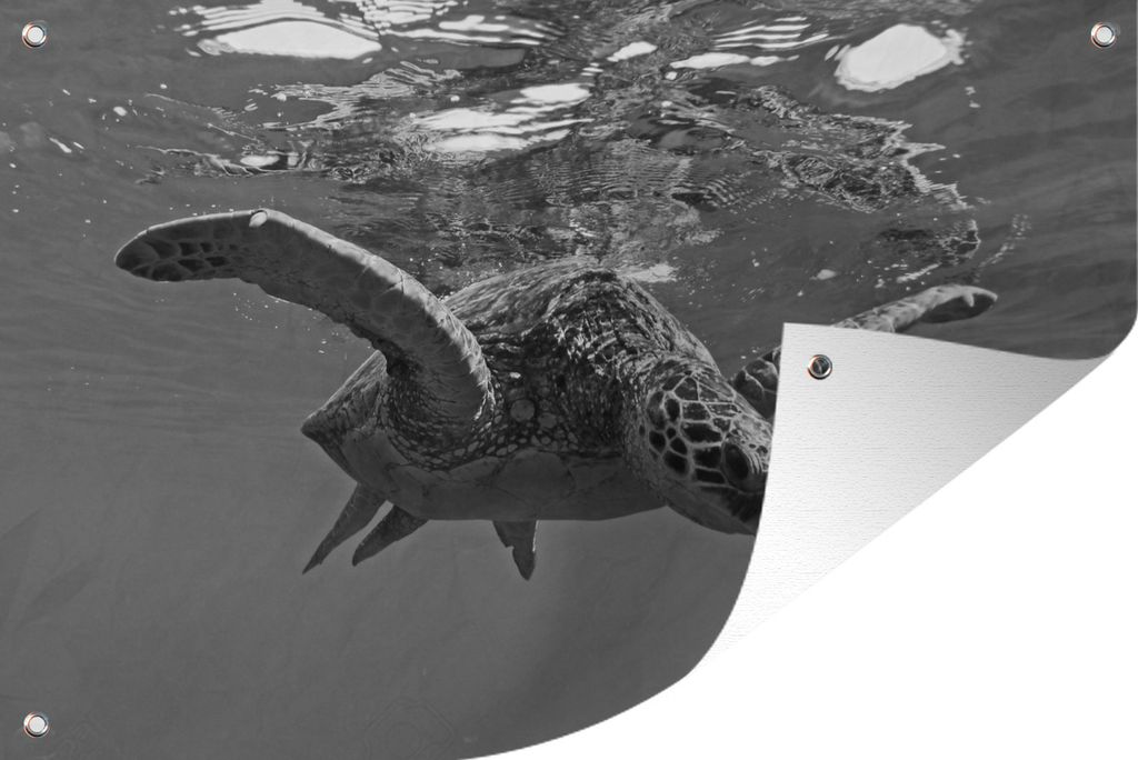 MuchoWow 120x80 cm Outdoor-Poster Gartendeko Sichtschutz Garten Poster für den Garten Schildkröte taucht ins Wasser in schwarz und weiß