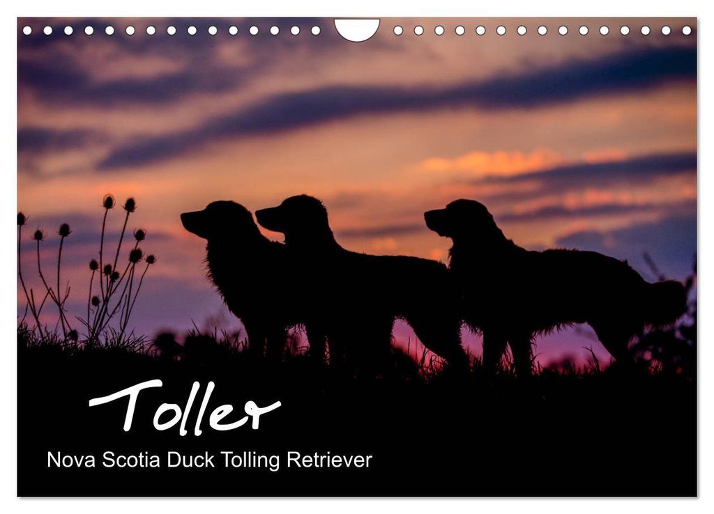 Toller - Nova Scotia Duck Tolling Retriever (Wandkalender 2027 DIN A4 quer), CALVENDO Monatskalender